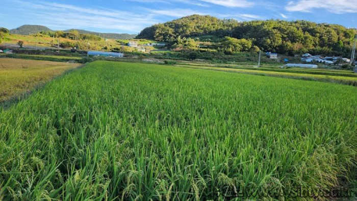 [크기변환]2 여수시, 2024년 가루쌀 생산단지 육성 공모사업 선정.jpg