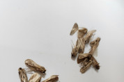 여수시, ‘열대거세미나방’ 성충 발견…옥수수 피해방지 총력