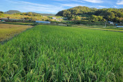 여수시, 2024년 가루쌀 생산단지 육성 공모사업 선정